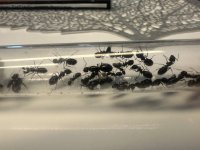 IMG_1548.jpeg