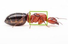 Queen ant Thorax.jpg