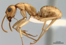 antweb1008054_p_1_high.jpg