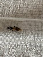IMG_1168.jpeg