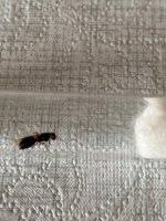 IMG_1163.jpeg