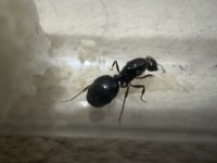 IMG_4254.jpeg