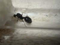 IMG_4251.jpeg