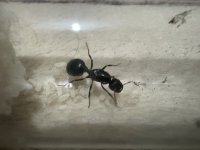 IMG_4249.jpeg