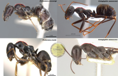 proformicavecata.png