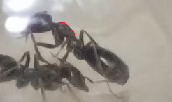 1746531592011.png