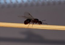 IMG_0384.jpeg