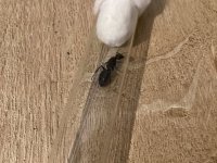 IMG_3976.jpeg