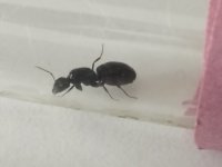 camponotus.jpg