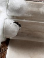 IMG_1917.jpeg