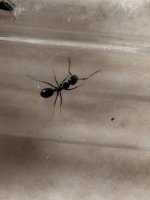 IMG_1918.jpeg