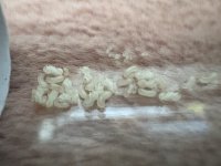 IMG_4370.jpeg