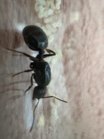 IMG_4366.jpeg