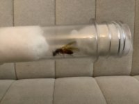 IMG_1201.jpeg