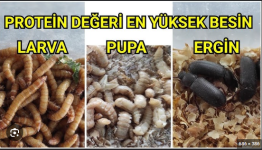 Ekran görüntüsü 2025-05-08 213944.png