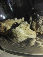 IMG_20250406_193954.jpg
