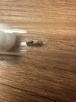 IMG_9233.jpeg