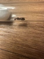IMG_9232.jpeg