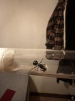 IMG_9136.jpeg