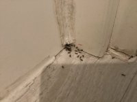 IMG_3982.jpeg
