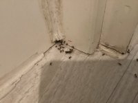 IMG_3981.jpeg