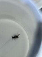 IMG_2557.jpeg