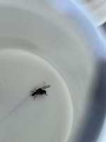 IMG_2556.jpeg