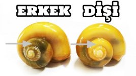 ayırm.jpg ayırm.jpg