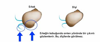 ayrım.jpg ayrım.jpg