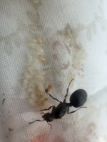 IMG_4525.jpeg