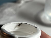 IMG_2571.jpeg
