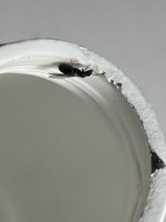 IMG_2576.jpeg