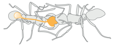 sekil5.png