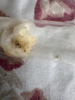IMG_4563.jpeg