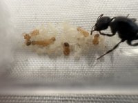 IMG_4568.jpeg