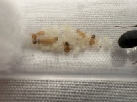 IMG_4567.jpeg