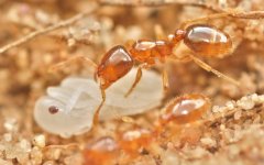 Solenopsis_fugax_stealing_Tapinoma_brood,_Phil_Honle_&_Ohyama_Leo.jpg Solenopsis_fugax_stealing_Tapinoma_brood,_Phil_Honle_&_Ohyama_Leo.jpg