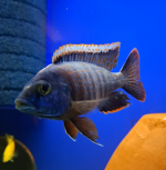 1000010140-Picsart-AiImageEnhancer.jpg (1).png