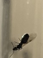 IMG_2588.jpeg