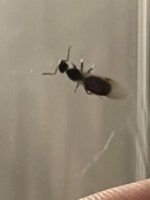 IMG_2596.jpeg