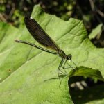IMG_7967.jpeg