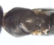 Cataglyphis aenescens.jpg Cataglyphis aenescens.jpg