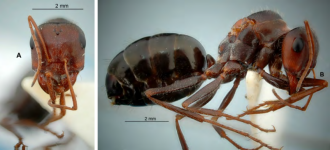 Cataglyphis albicans Queen.png Cataglyphis albicans Queen.png