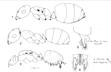 Cataglyphis Frigida Queen-Male-Worker.png Cataglyphis Frigida Queen-Male-Worker.png
