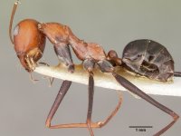 Cataglyphis Laevior Casent.jpg Cataglyphis Laevior Casent.jpg