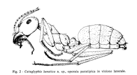 Cataglyphis Lunatica.png Cataglyphis Lunatica.png