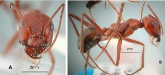 Cataglyphis Machmal worker.png Cataglyphis Machmal worker.png