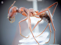 Cataglyphis machmal worker w2.png Cataglyphis machmal worker w2.png