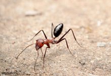 Setipes Caste.jpg Setipes Caste.jpg