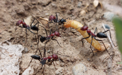 Cataglyphis Nigripes w.png Cataglyphis Nigripes w.png